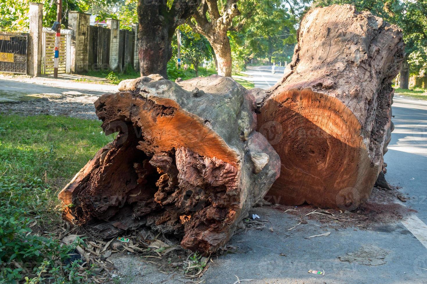 un primer plano de troncos de árboles talados en un lado de la carretera en  India. árboles cortados para la construcción de carreteras. 8134894 Foto de  stock en Vecteezy