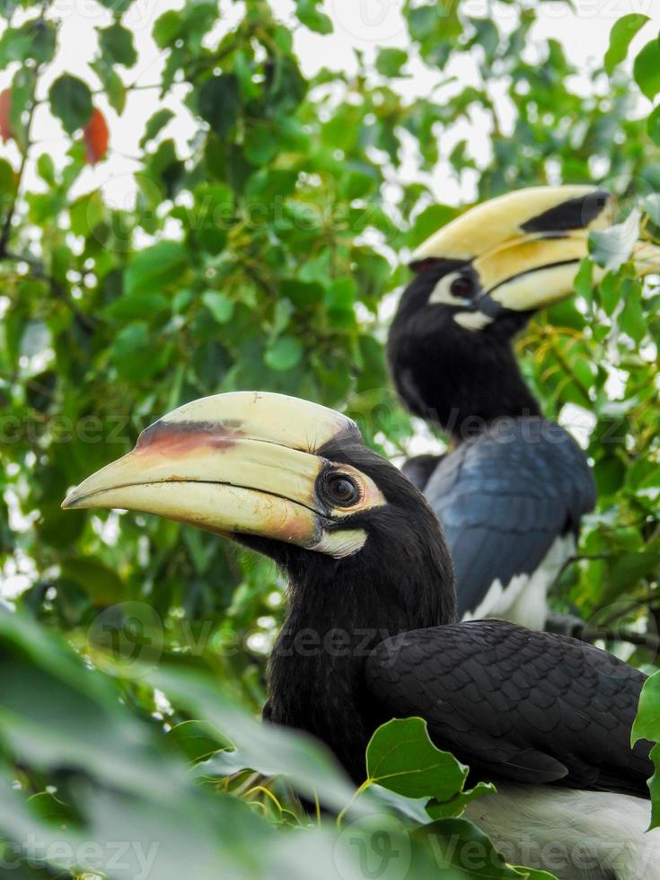 A close-up shot of oriental pied hornbill, Anthracoceros albirostris, in the forest eating seed off the trees.Two other common names for this species are Sunda pied and Malaysian pied hornbill. photo