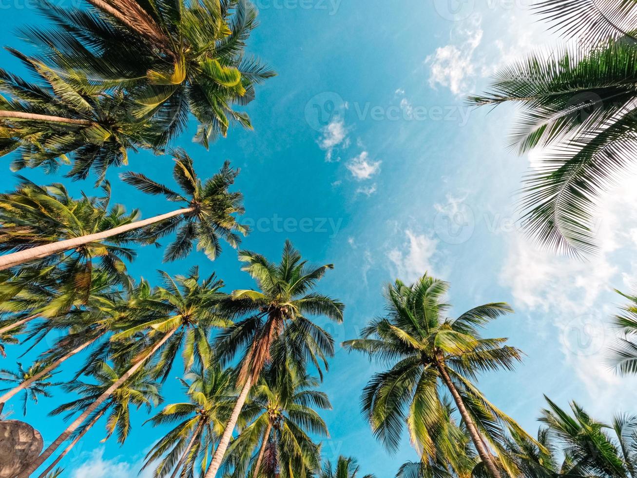 playas y cocoteros en una isla tropical foto