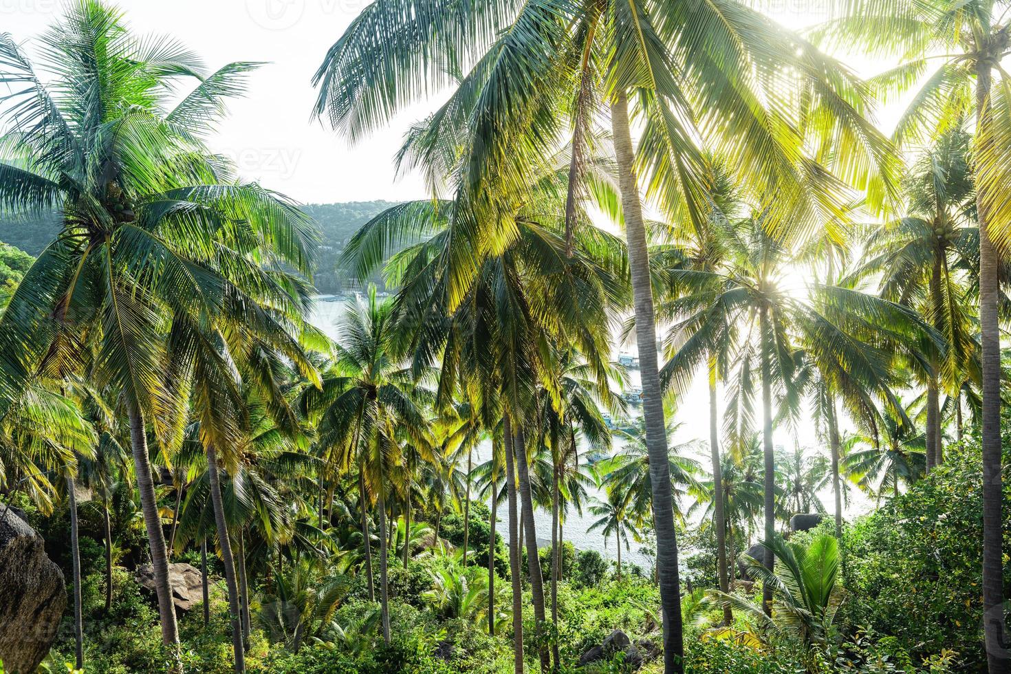 coconut trees on tropical island in summer photo