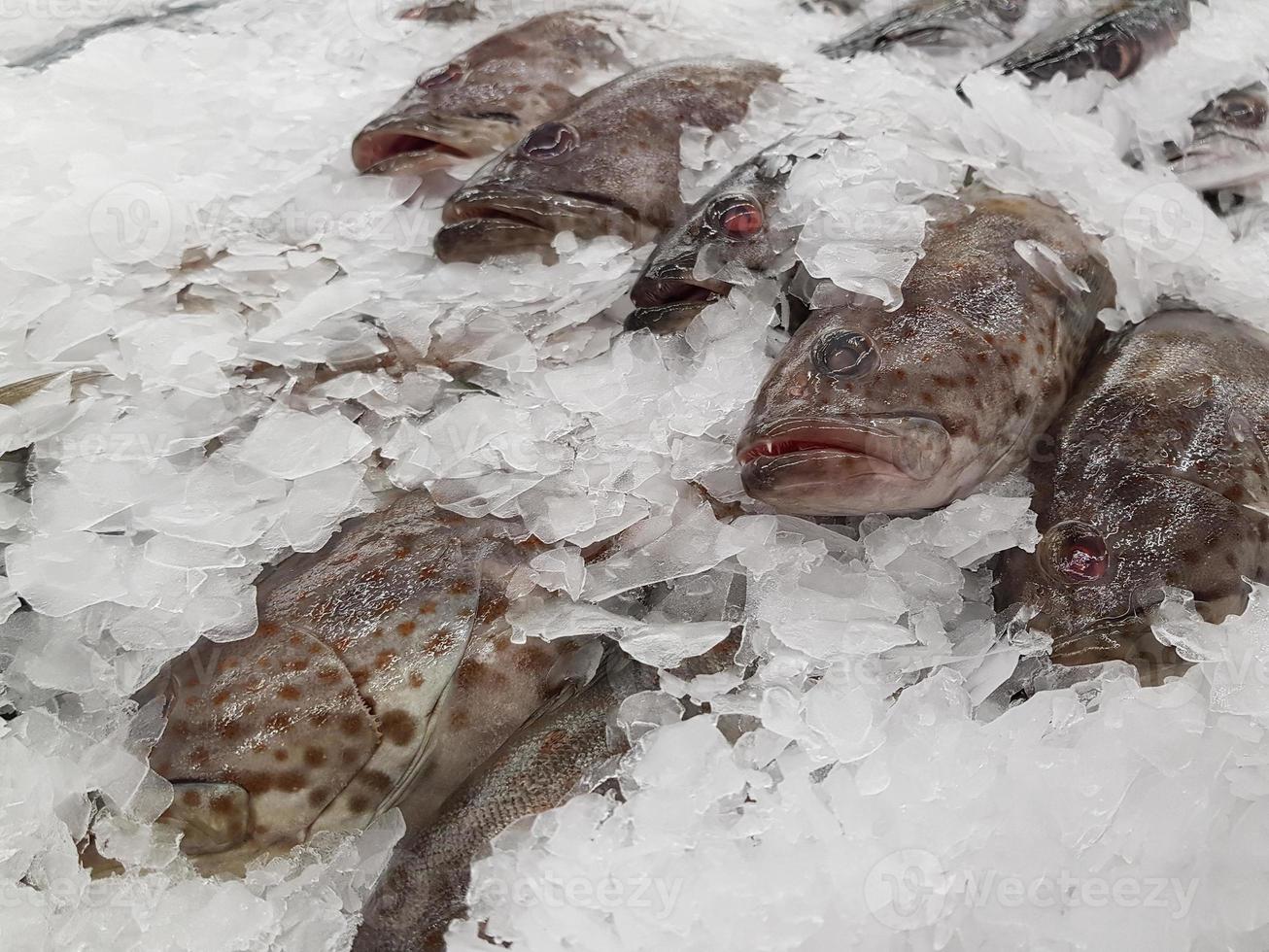 Fresh fishes on ice in market photo
