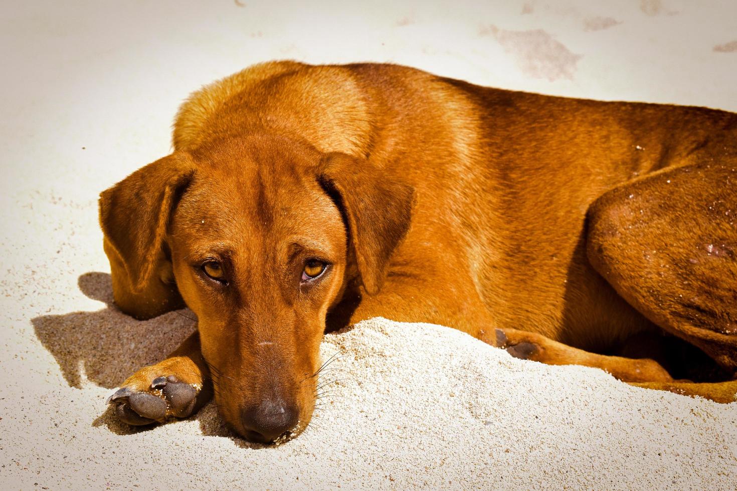 perro en la playa foto