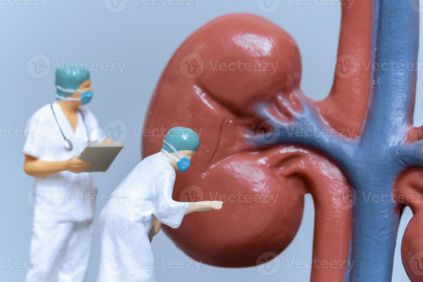 Miniature People Doctor analyzing of patient kidney health photo