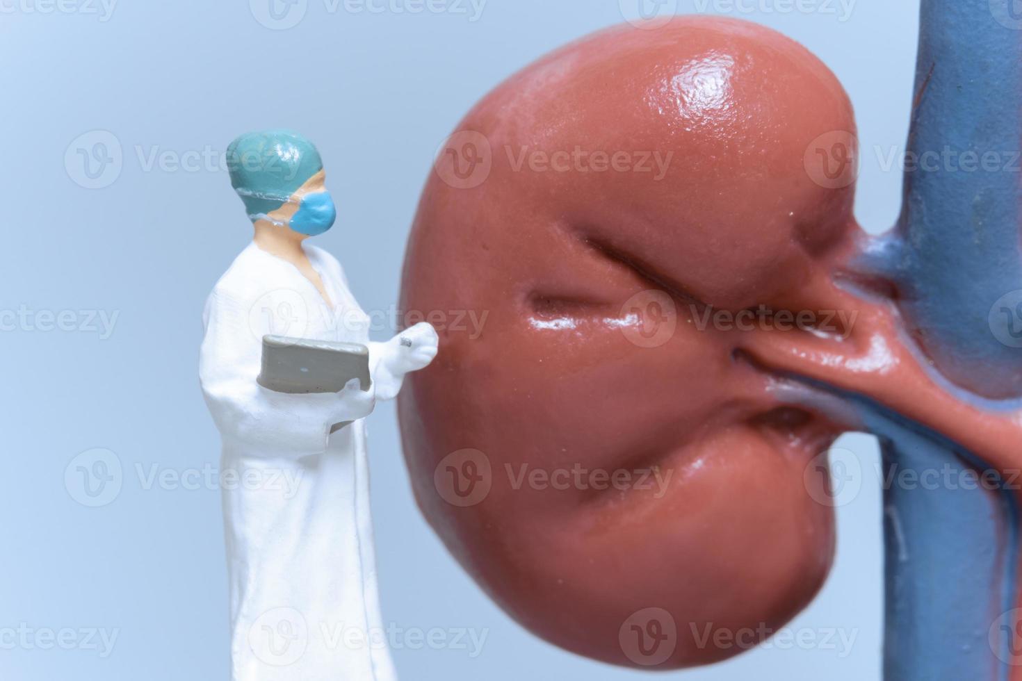 Miniature People Doctor analyzing of patient kidney health photo