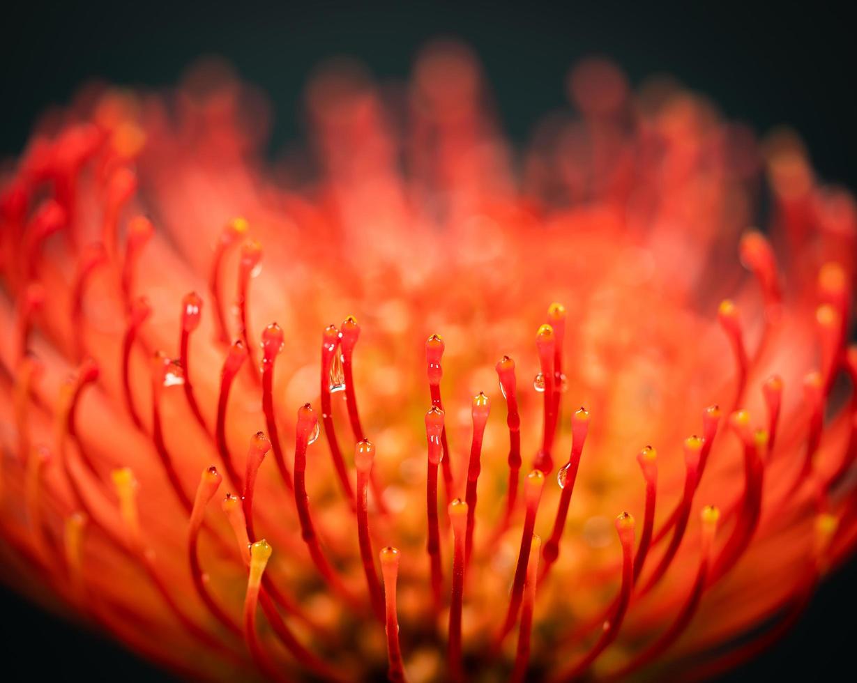 Macro shot of orange and red pincushion flower on dark background photo