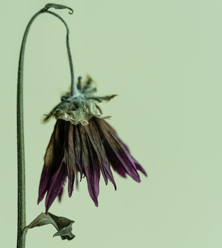 Close up of dry purple daisy photo