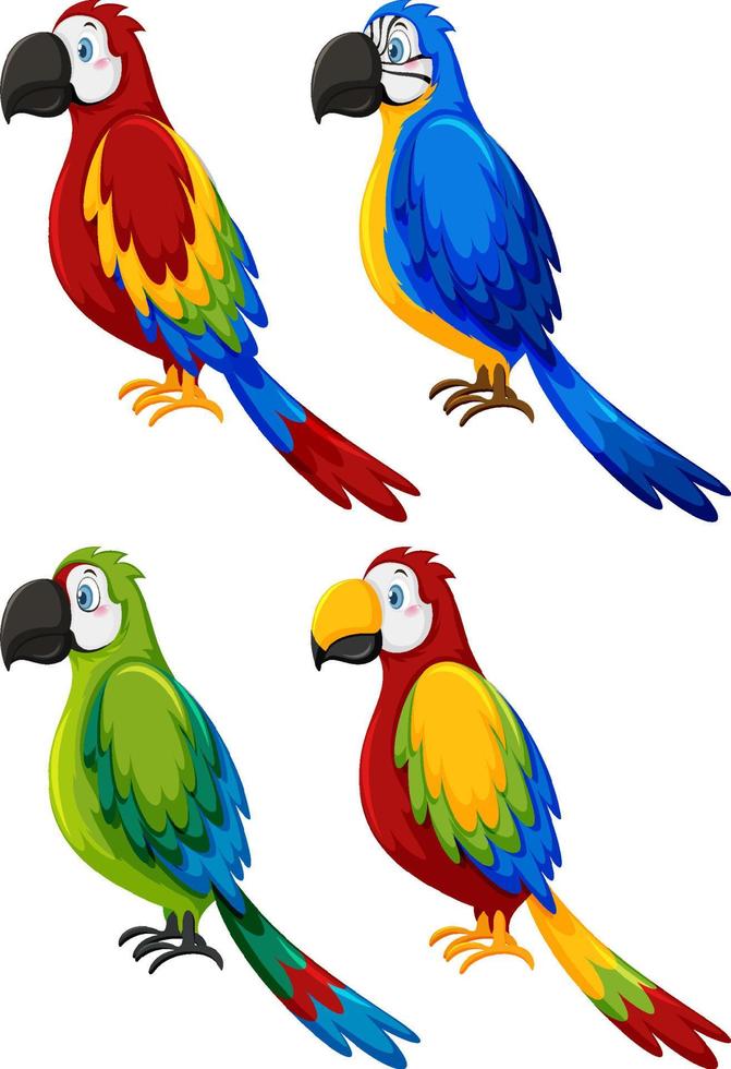 conjunto de diferentes aves loro en estilo de dibujos animados vector