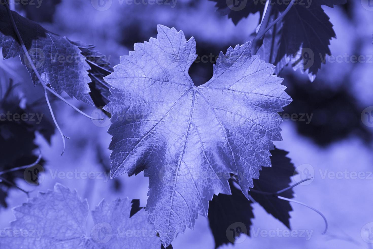 Young leaf of grapes on a branch close-up, in tinted trendy purple color Very Peri. copy space. photo