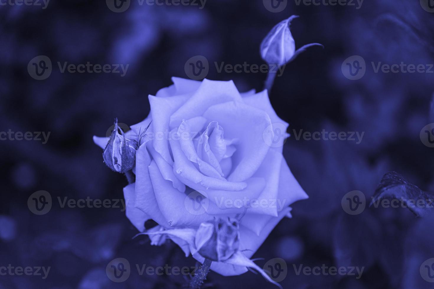 Delicate eustoma rose flower in trendy purple hue Very Peri. copy space. photo