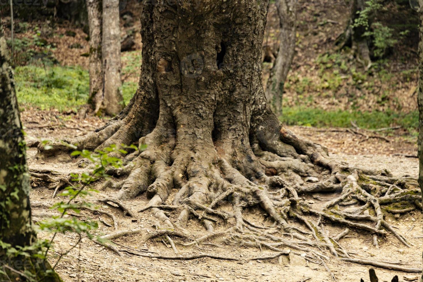 The trunk of an old large oak tree with bark and roots on the ground. Natural wild park. photo