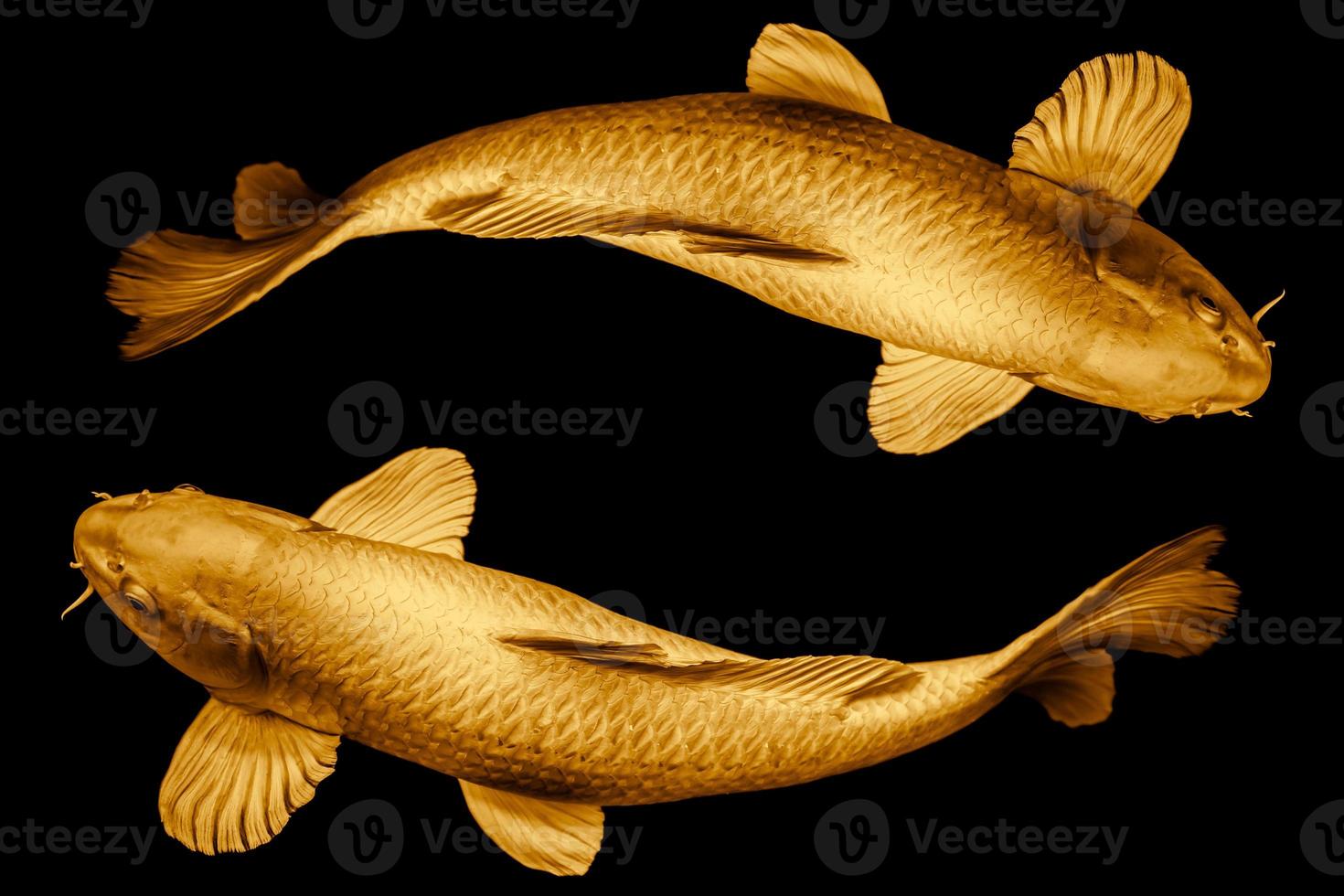 Koi fish golden round the circle loop for lucky or infinity long live symbol concept isolated on black background. photo