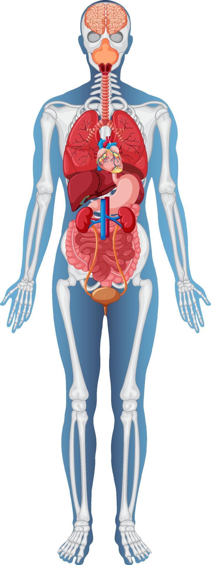 Anatomical Structure Human Body 8136635 Vector Art At Vecteezy