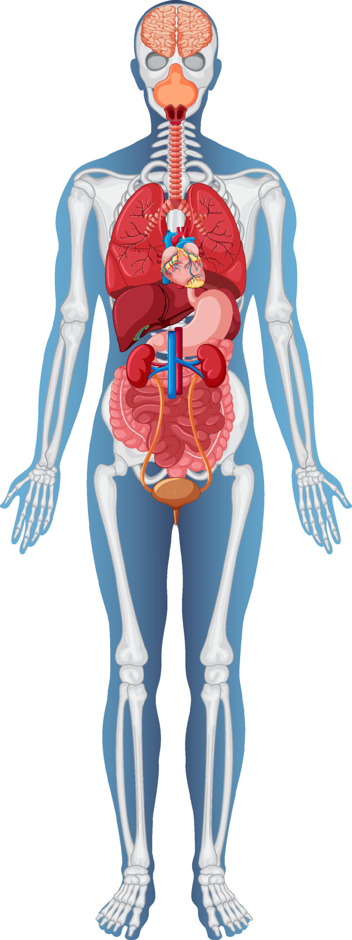 Раскраска строение человека для детей. Besplatniy anatomiya. Human structure