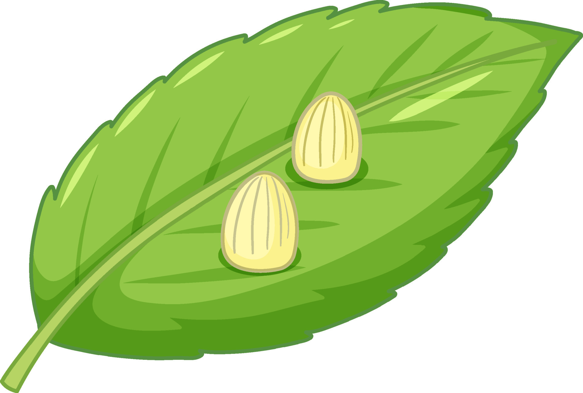 Eggs of butterfly on a leaf 8136699 Vector Art at Vecteezy