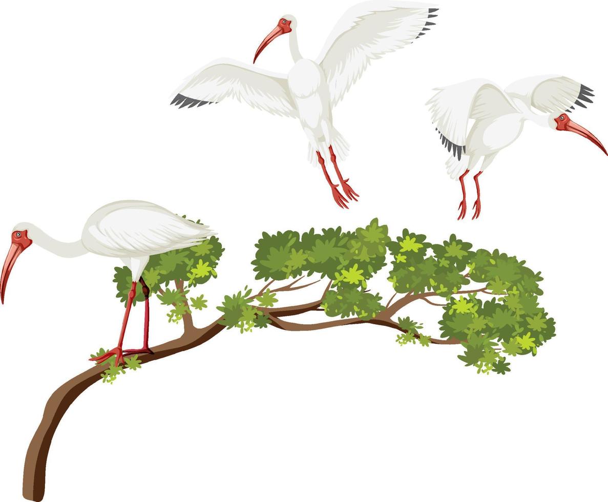 grupo de ibis blancos americanos en un árbol vector