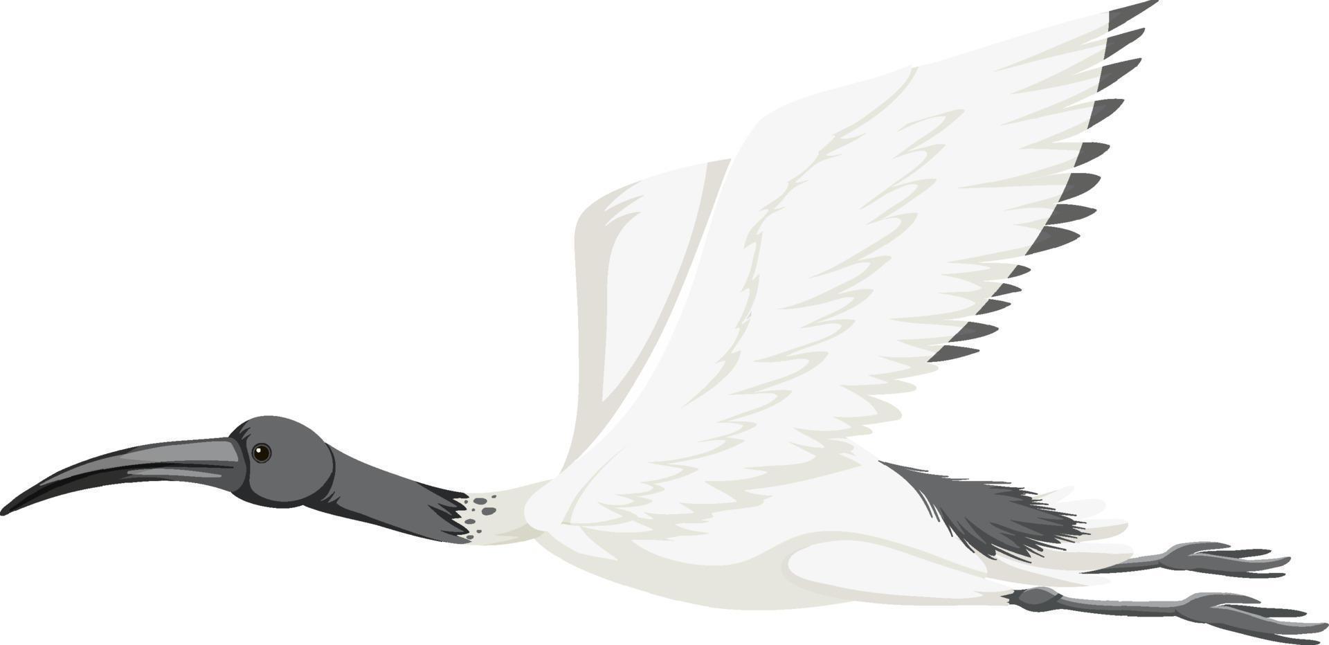Australian white ibis isolated vector