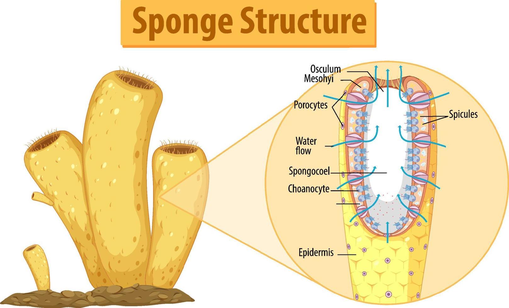 Diagram showing structure of sponge vector