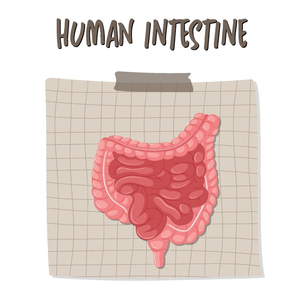 Human internal organ with intestine vector