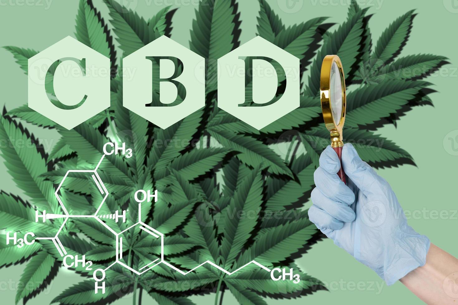 Cannabidiol CBD oil formula on the background of marijuana leaves and a doctor's hand with a magnifying glass. Chemical formula. Medical awareness poster. photo