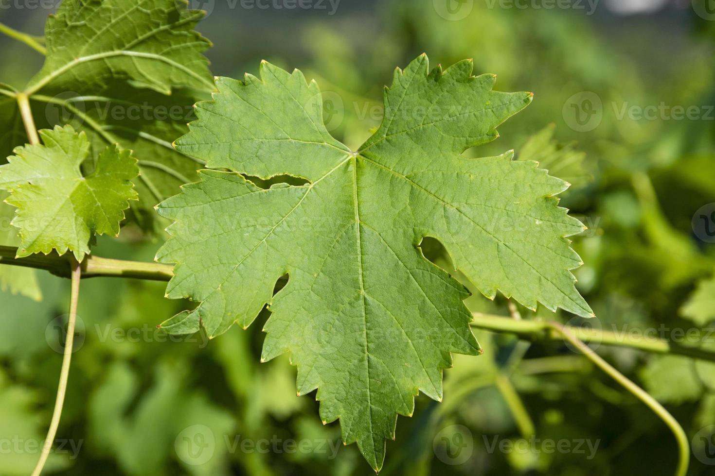 Green grape leaves on a branch, close-up. Copy space photo
