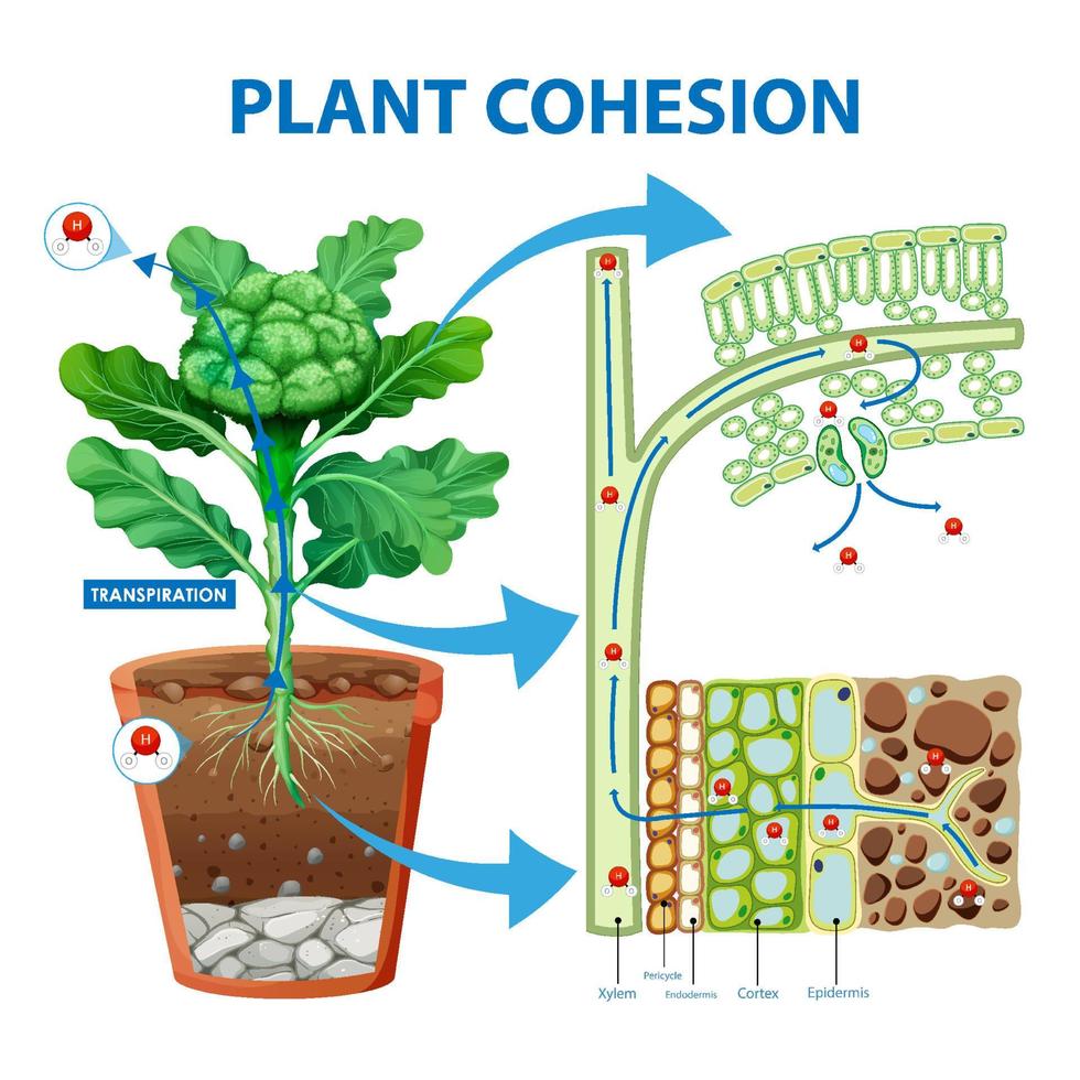 Digram showing the movement of water in plants vector