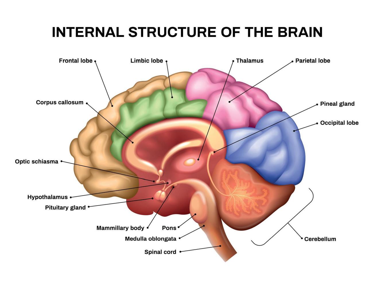 Realistic Brain Anatomy 8137276 Vector Art at Vecteezy