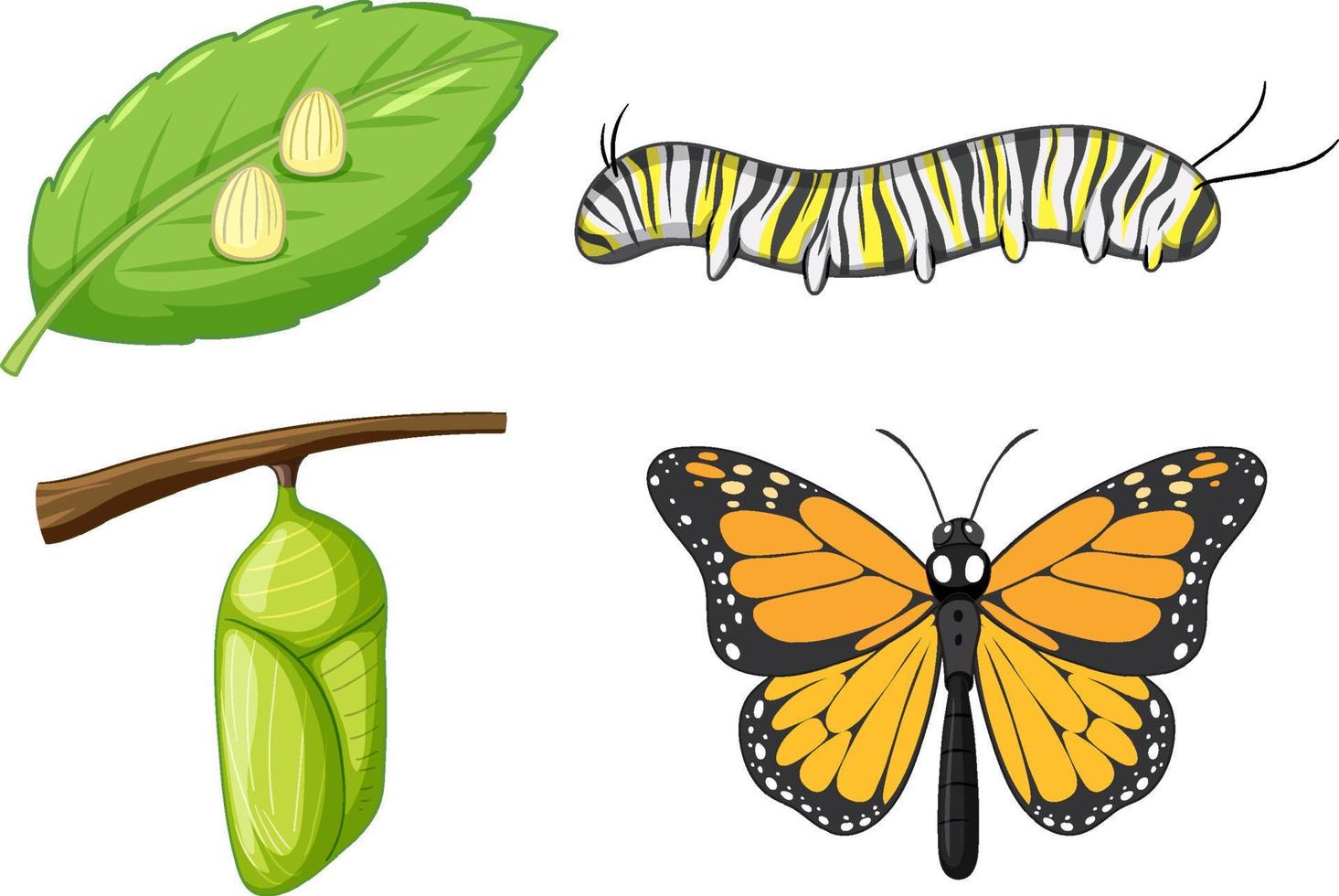 ciclo de vida de la mariposa monarca vector
