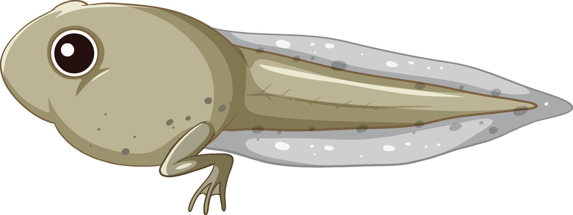 Tadpole frog on white background vector