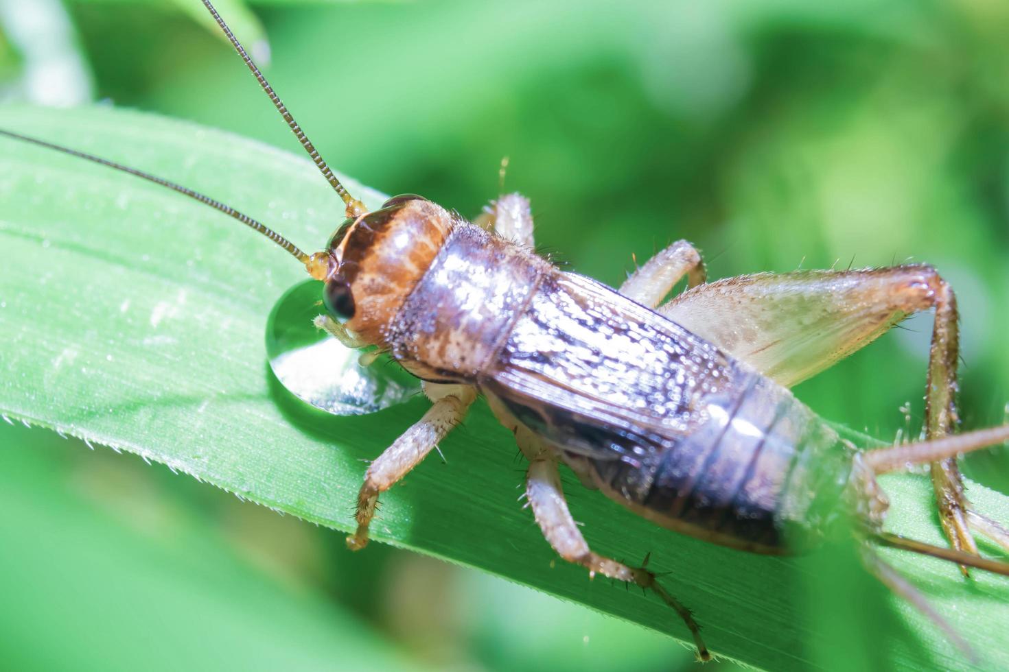 Crickets drink water on grass. Natural background ,Green background photo