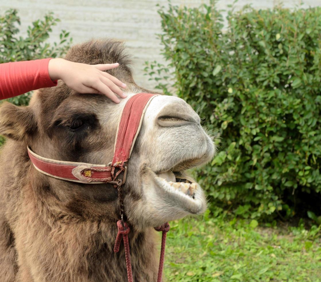 chica acaricia un camello y él gime de placer. foto