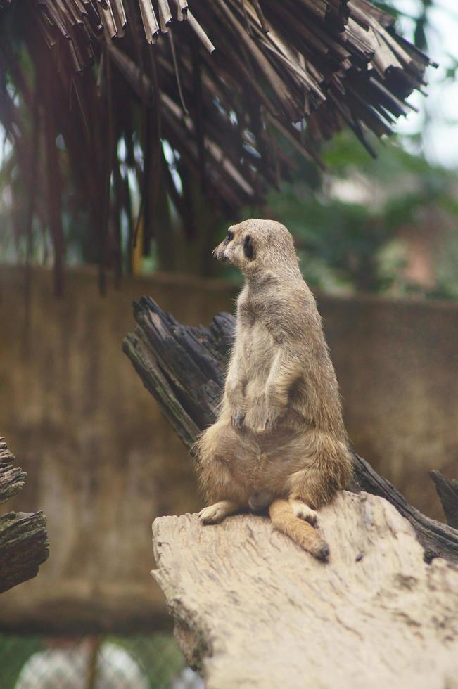 Photo of a cute meerkat