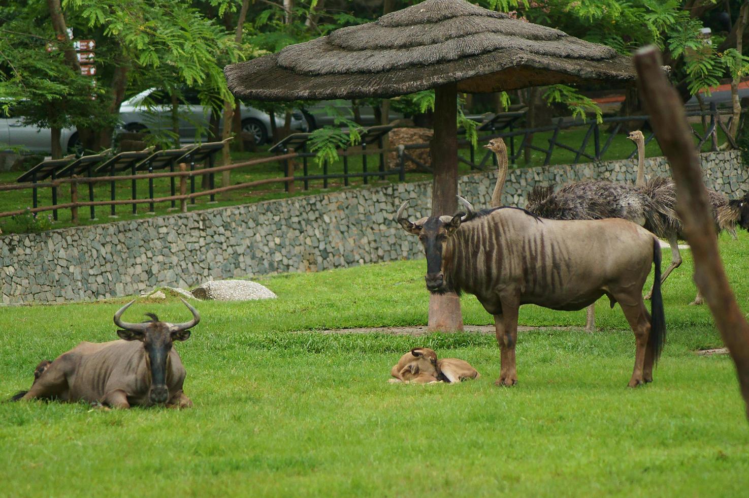 Photo of wildebeest