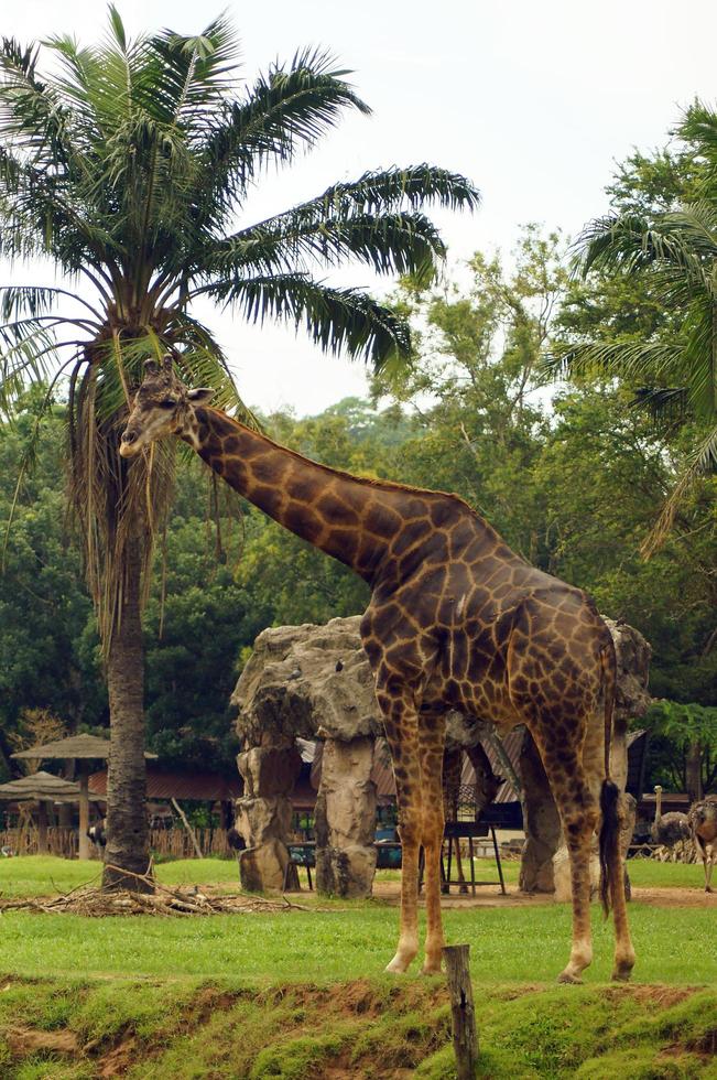 Photo of cute giraffes