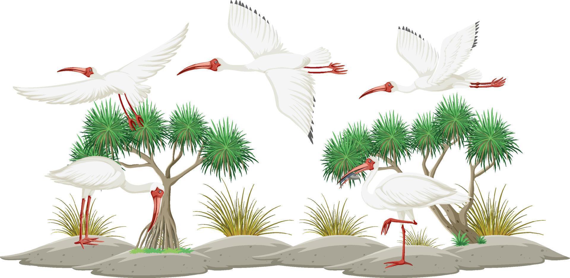 American white ibis group on white background vector