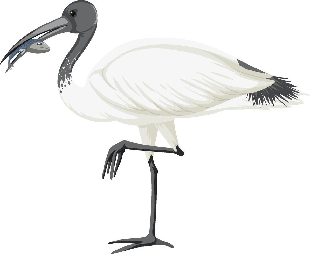 ibis blanco australiano aislado vector