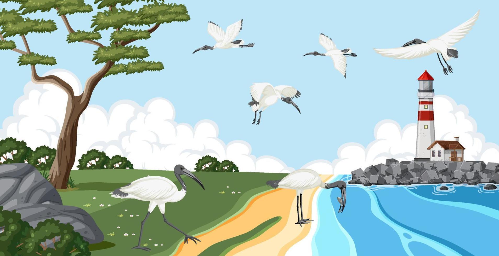 Australian white ibis group in wetland landscape vector