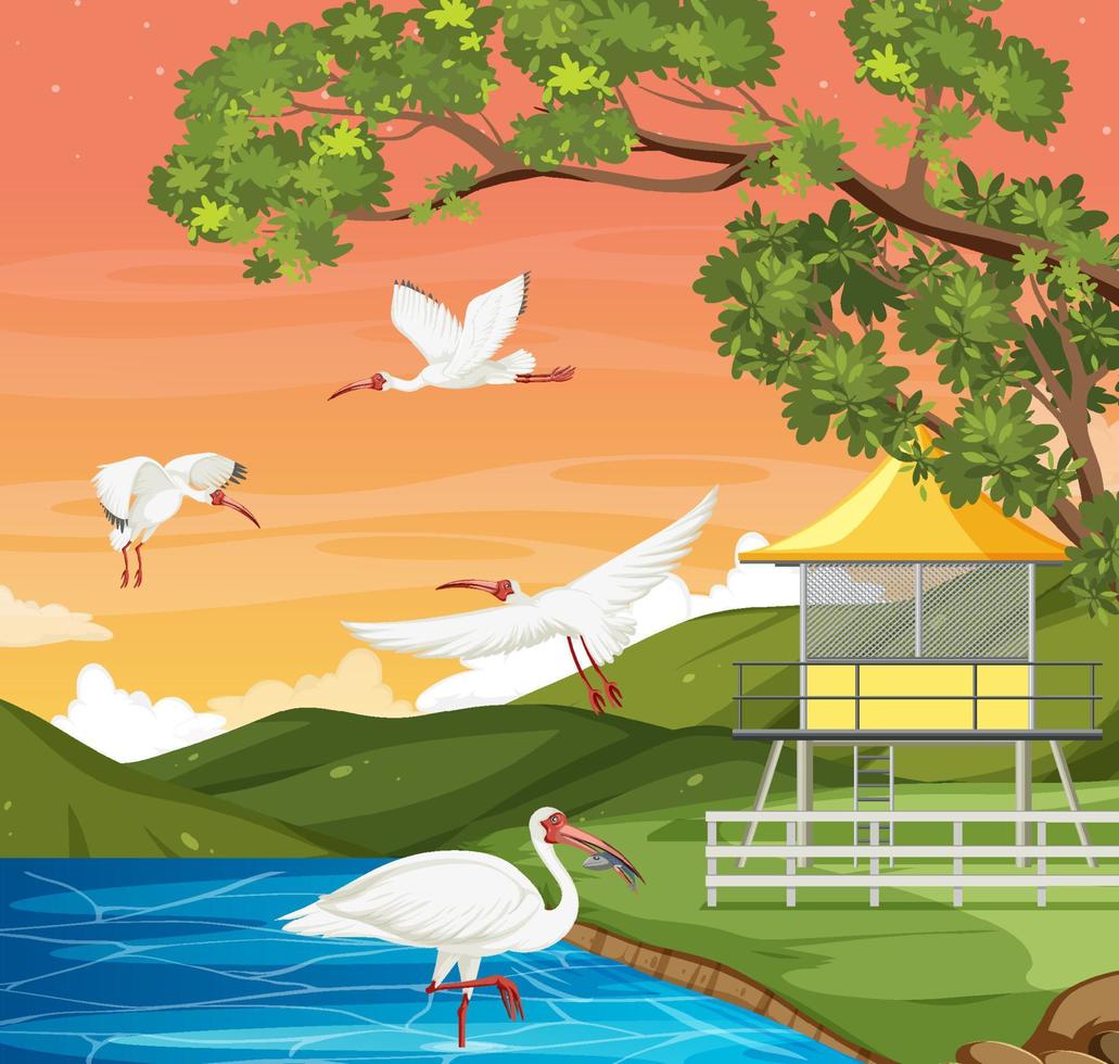 White ibis bird group at the forest vector