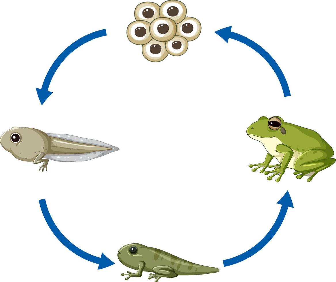 diagrama del ciclo de vida de la rana vector