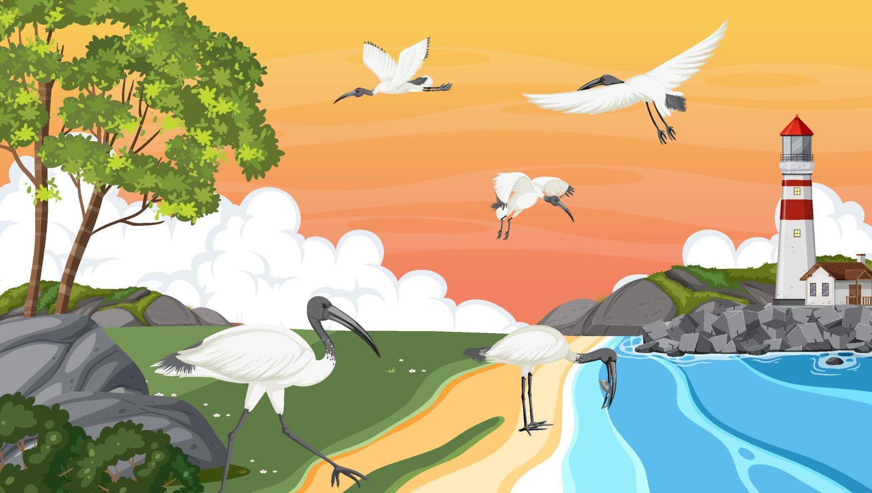 Lighthouse at coast view with Australian white ibis birds vector