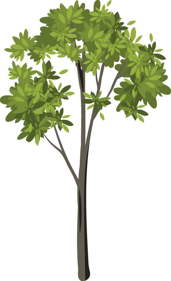 árbol aislado sobre fondo blanco vector