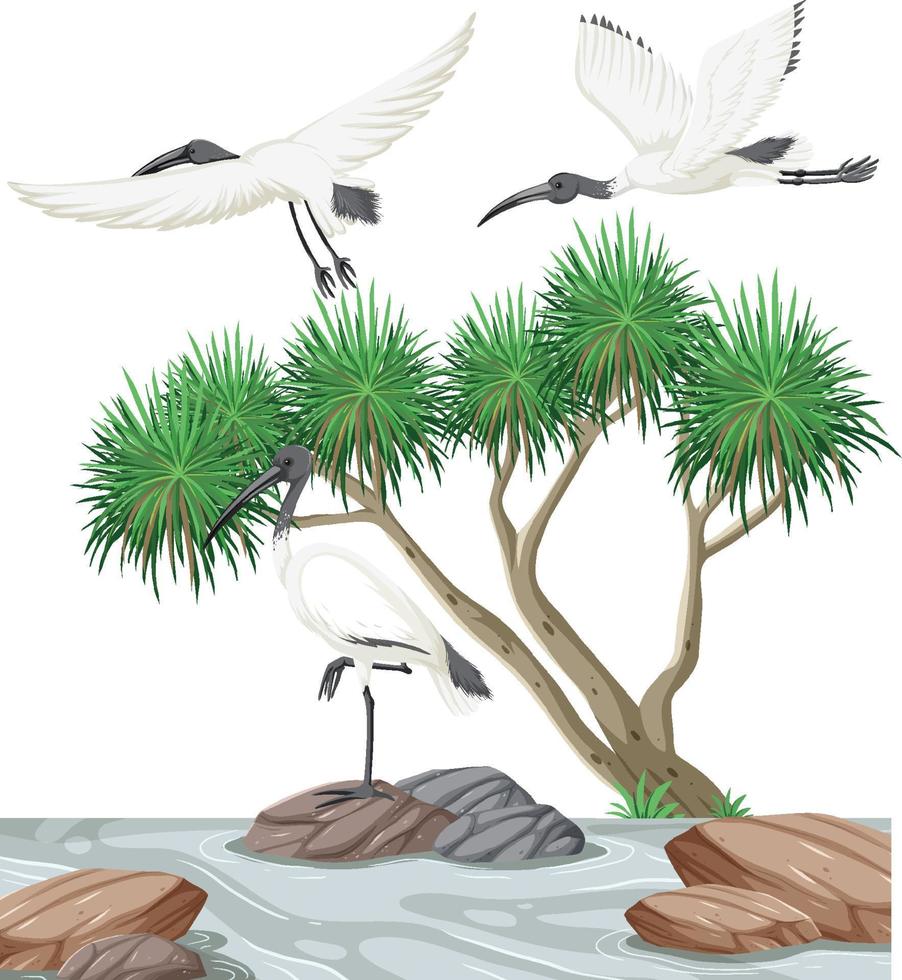 grupo de ibis blancos australianos en el bosque vector