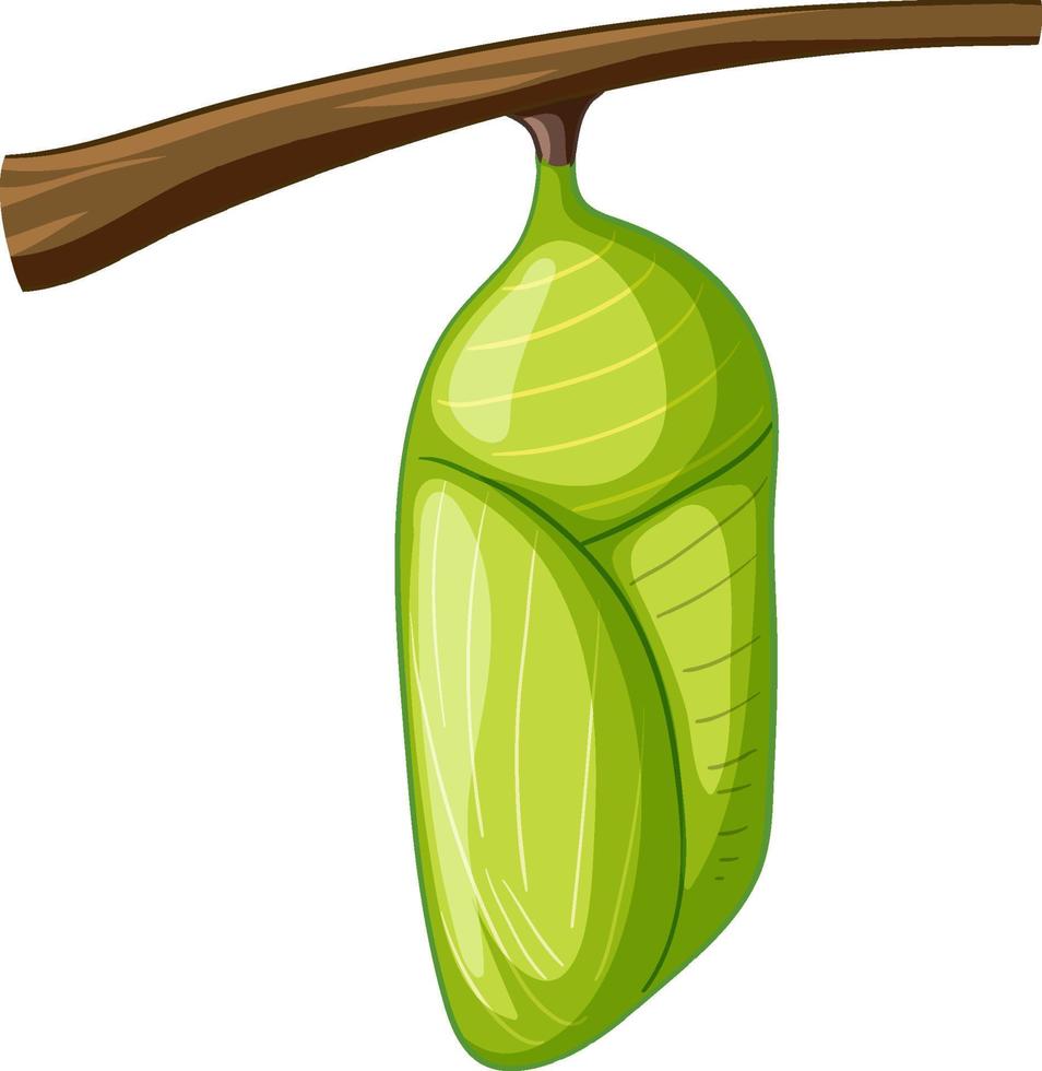 Pupa of butterfly on white background 8138820 Vector Art at Vecteezy
