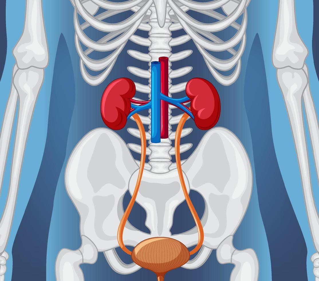 Human internal organ with kidneys and bladder vector