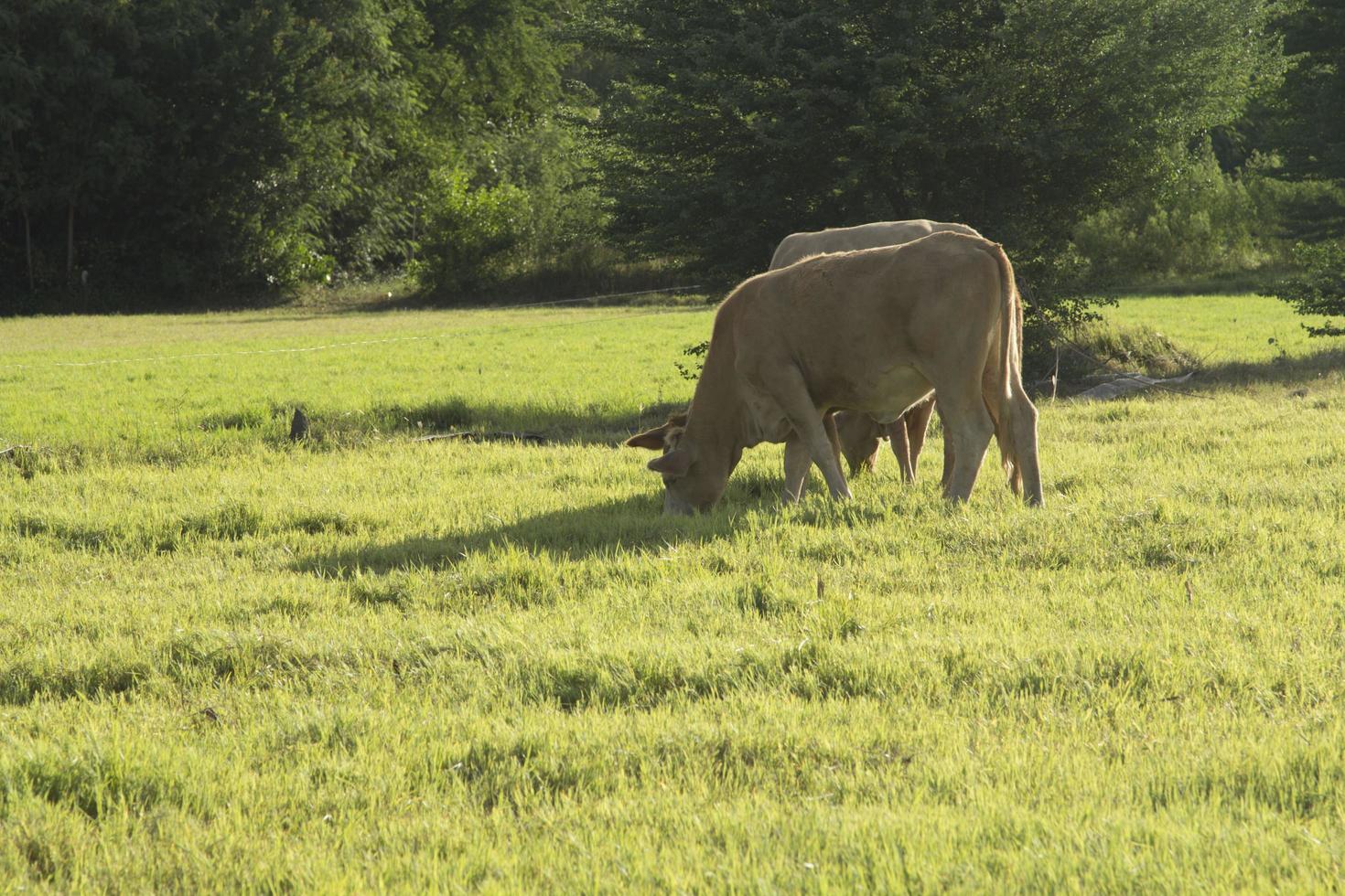 las vacas están comiendo hierba en el pasto de la granja del agricultor, tienen un cable y liberan una pequeña corriente eléctrica, evitando que la vaca escape de la granja por la noche el sol poniente foto