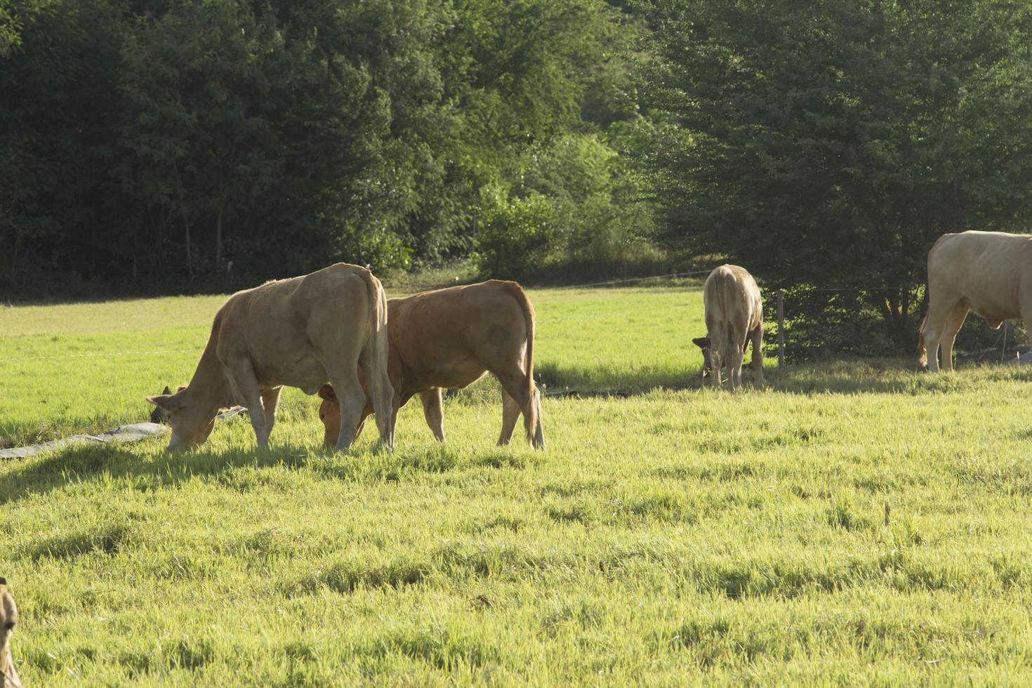 The cows are eating grass on the pasture of the farmer's farm, have a wire and release a small electric current, preventing the cow to escape from the farm in the evening the setting sun photo