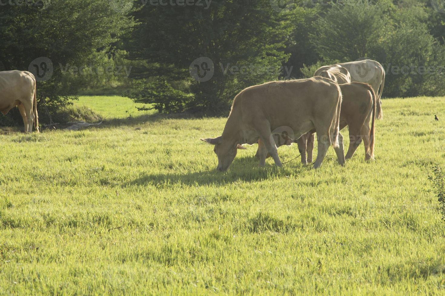 cows are eating grass on the pasture of the farmer's farm, have a wire and release a small electric current, preventing the cow to escape from the farm in the evening the setting sun photo