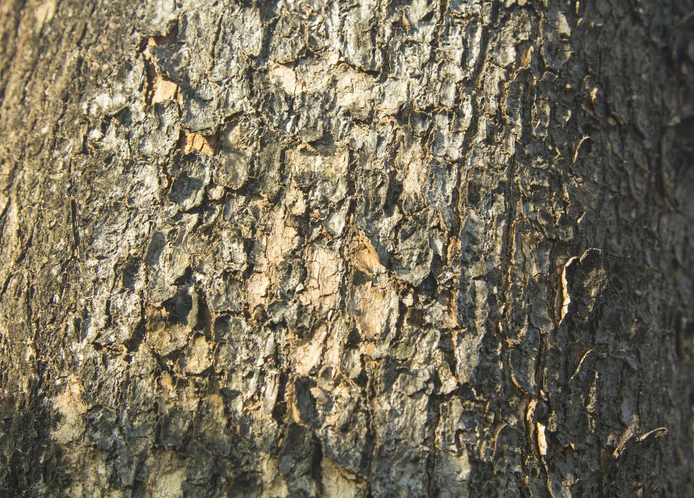 natural color of the bark sloping with alternating layers is naturally beautiful in the evening when the sunlight is soft. In a country where the sun is setting photo