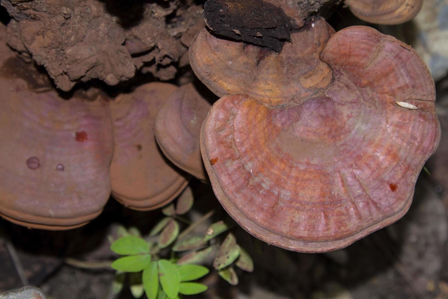 Tan Ganoderma lucidum is a light water mushroom that grows on dead wood in deep forests. as herbal medicine Help patients recover from disease by traditional Chinese medicine. photo