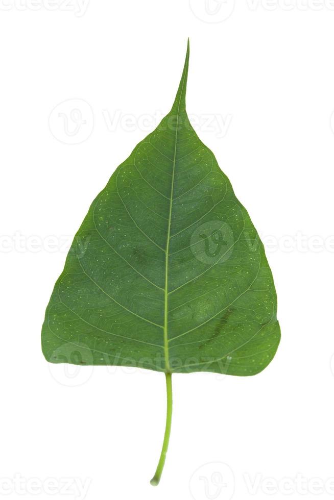 Green Bodhi Leaf-with pattern-straight-line-and-curve-patterns that are naturally beautiful as a buddhist tree on a separate white background. photo