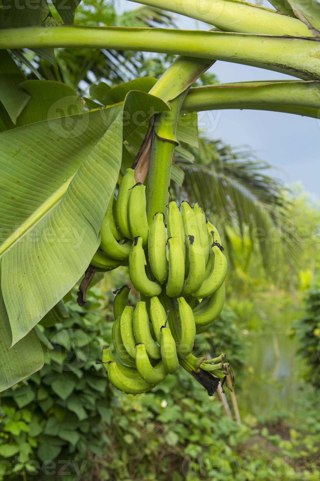 Look banane discount